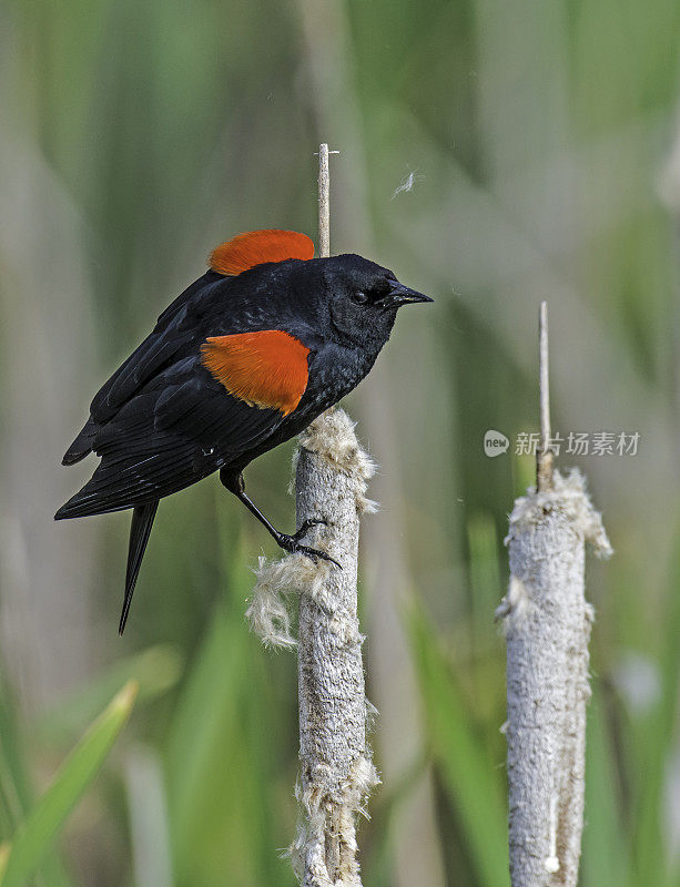 红翼黑鹂(Agelaius phoenicus)是黄鹂科的一种雀形目鸟类，在北美大部分地区和中美洲大部分地区都有发现。